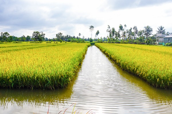 Sản xuất gạo ST25 lúa tôm mang lại nhiều lợi ích